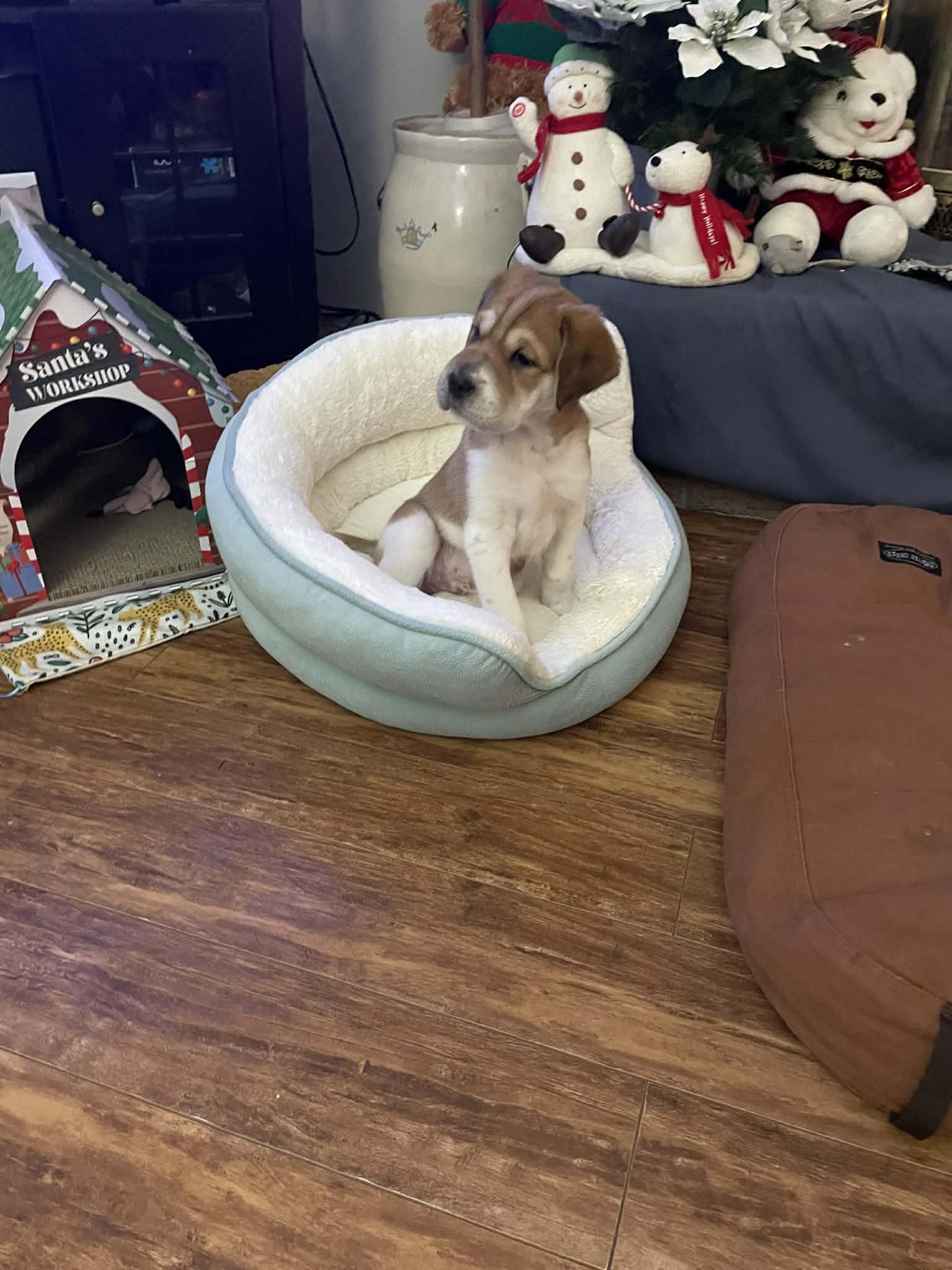 Enlarge Henry, a ADOPTABLE mixed breed in Oshawa, ON image 4/4