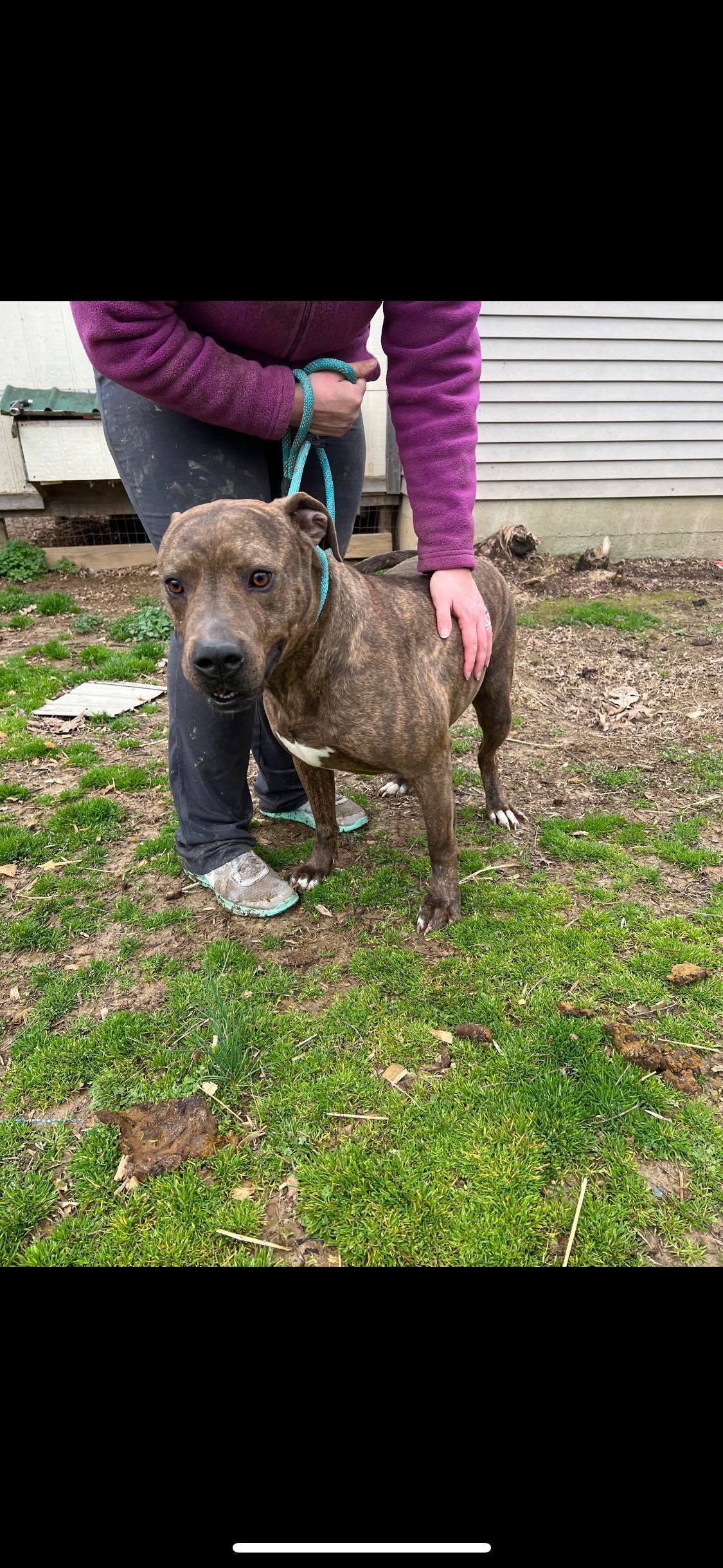 Enlarge Luke , a Adoptable mixed breed in Greenfield, TN image 1/16