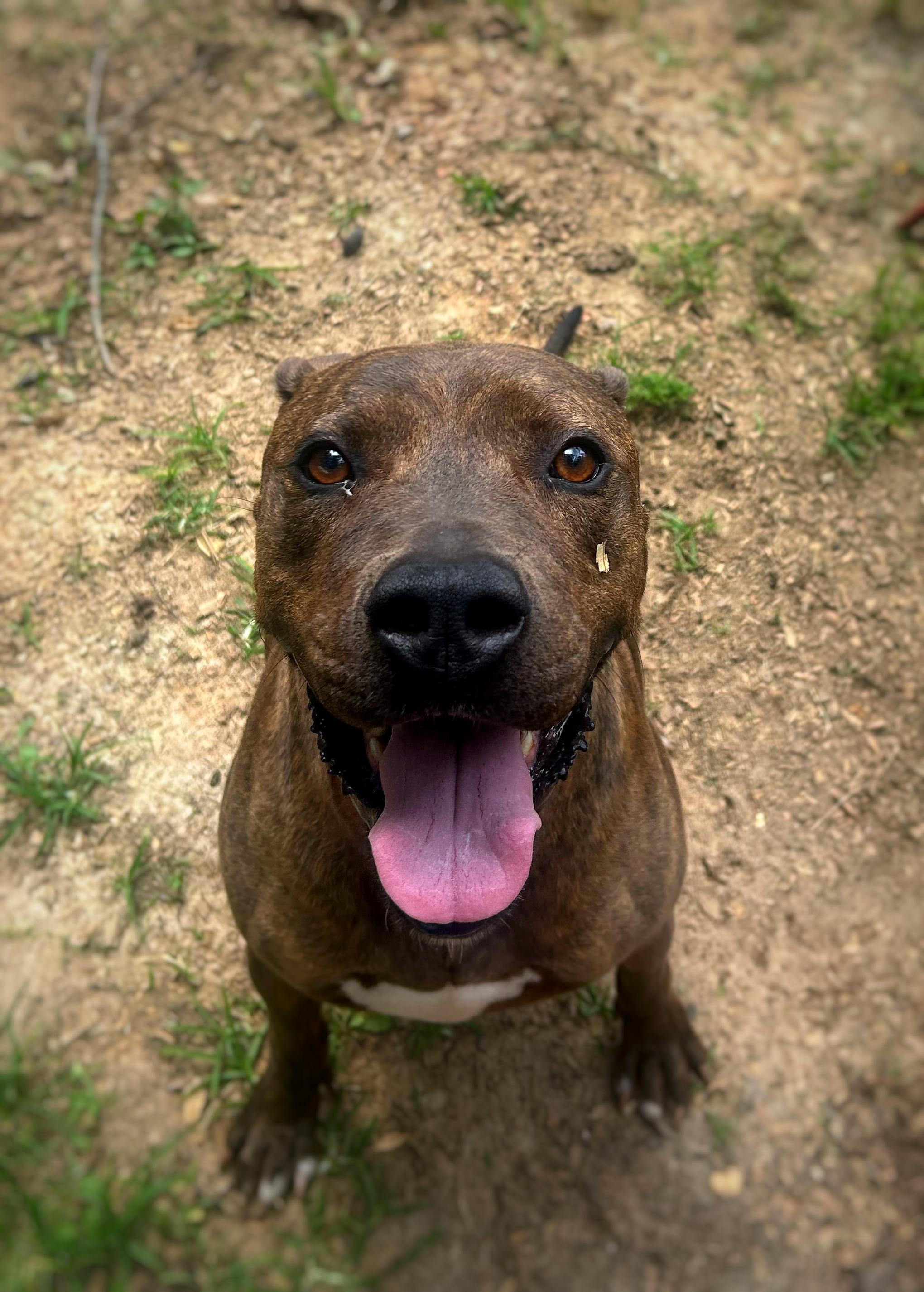 Enlarge Luke , a Adoptable mixed breed in Greenfield, TN image 1/3