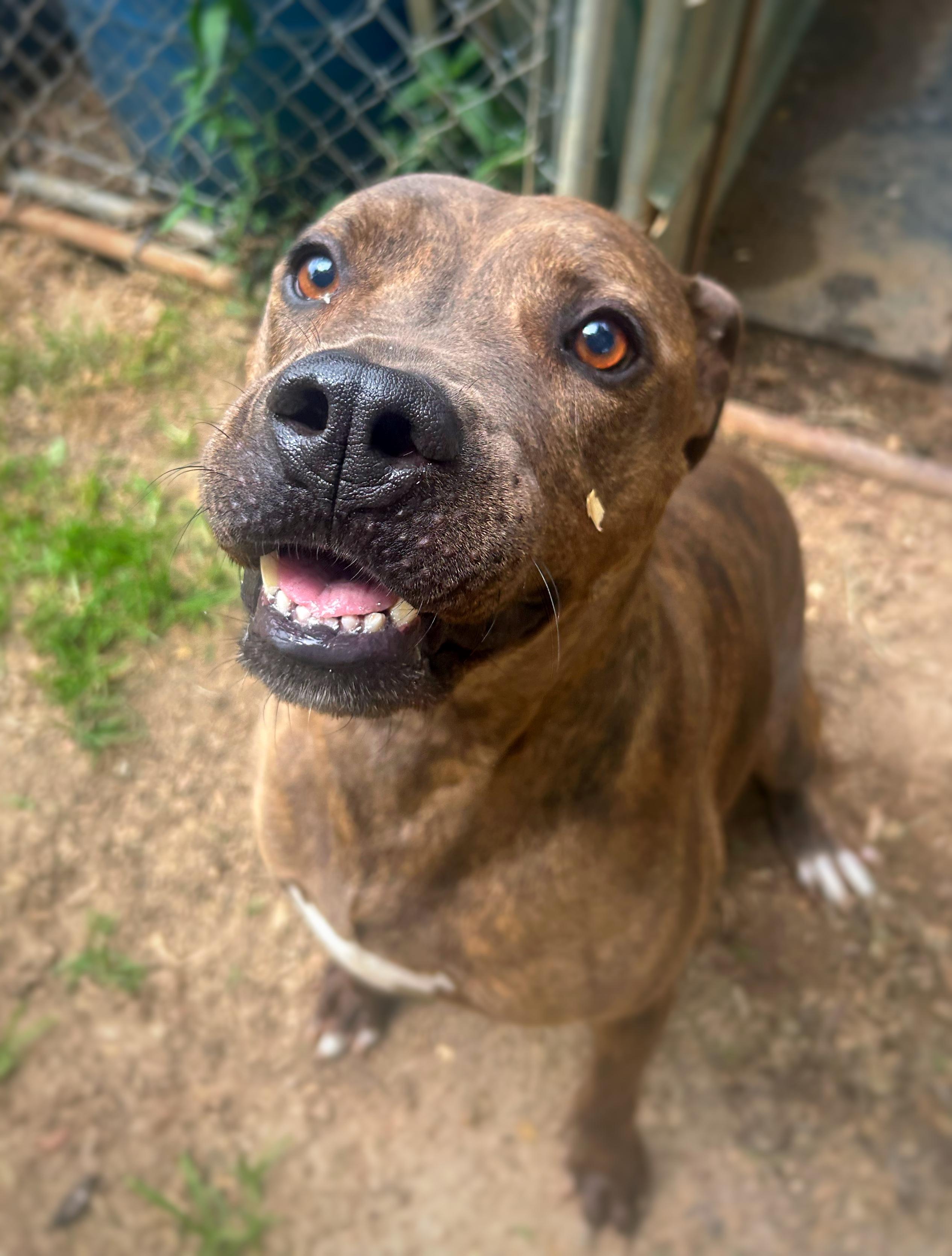 Enlarge Luke , a Adoptable mixed breed in Greenfield, TN image 3/3