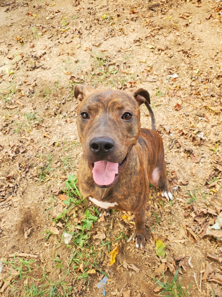 Enlarge Luke , a Adoptable mixed breed in Greenfield, TN image 2/16