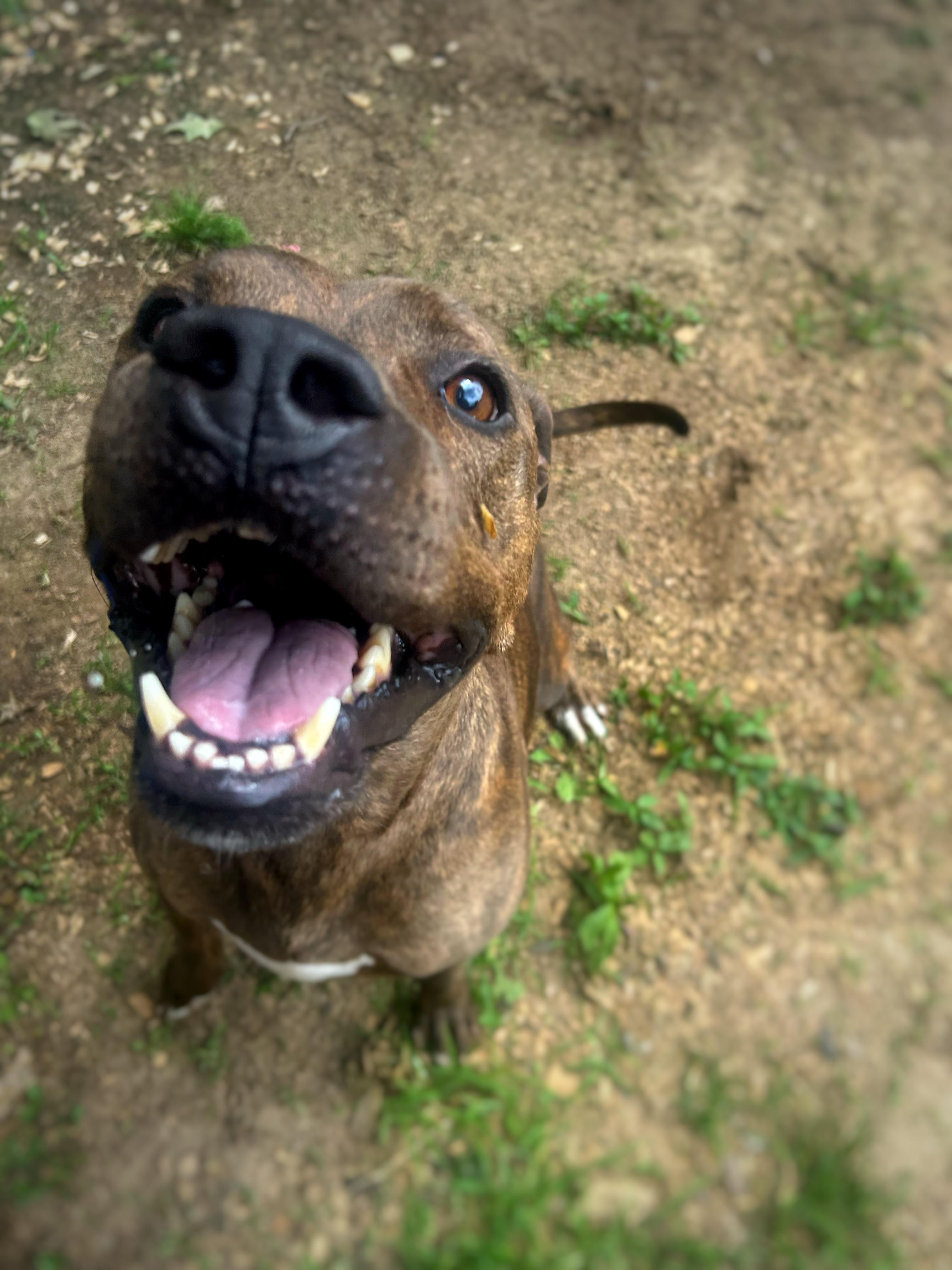 Enlarge Luke , a Adoptable mixed breed in Greenfield, TN image 2/3