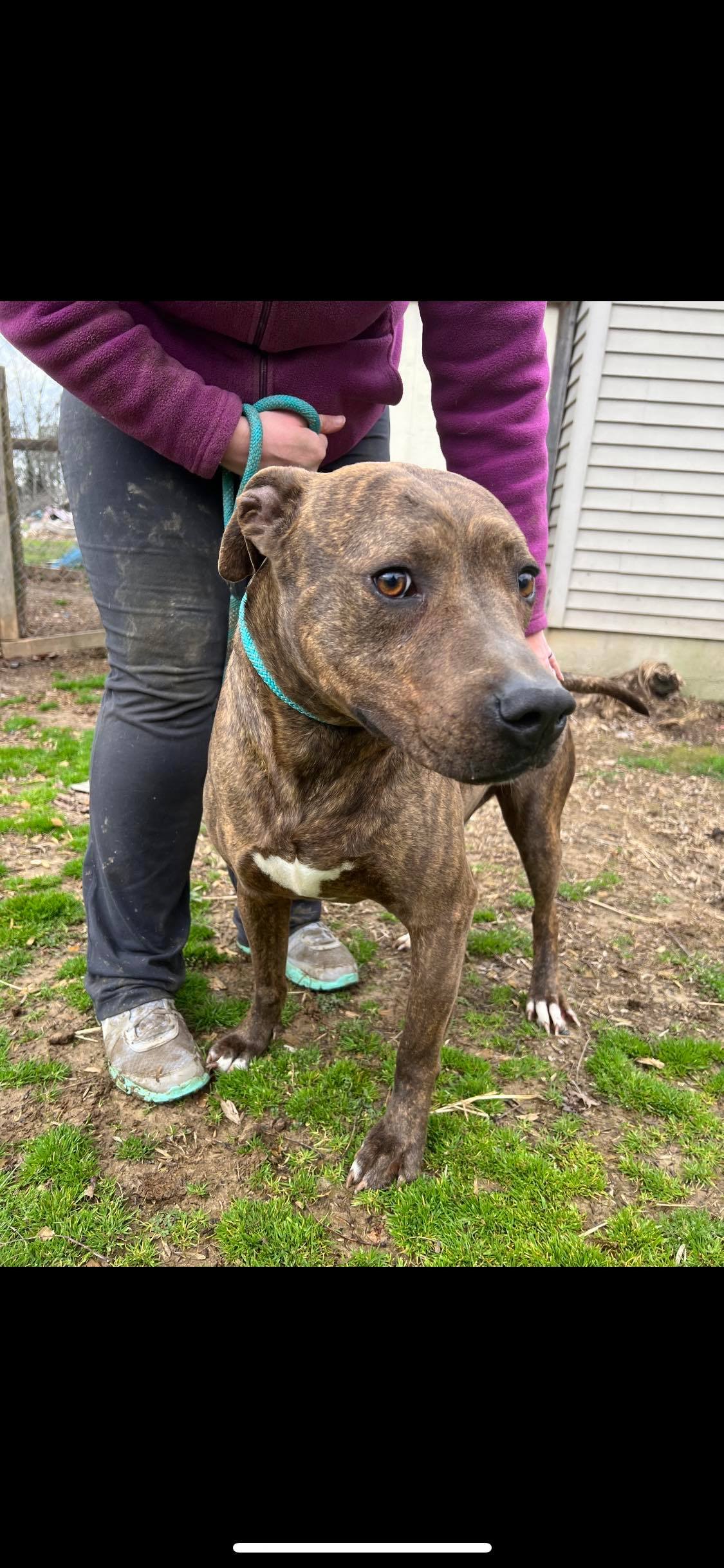 Enlarge Luke , a Adoptable mixed breed in Greenfield, TN image 3/16