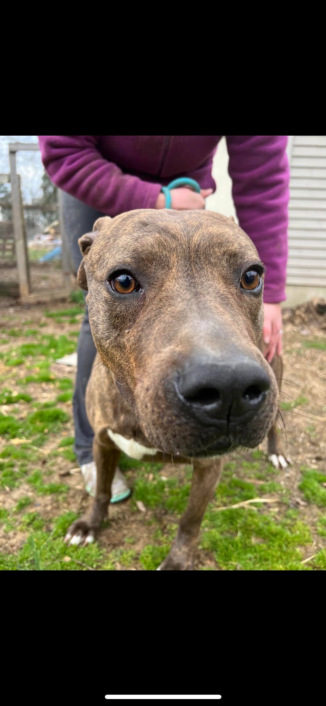 Enlarge Luke , a Adoptable mixed breed in Greenfield, TN image 4/16