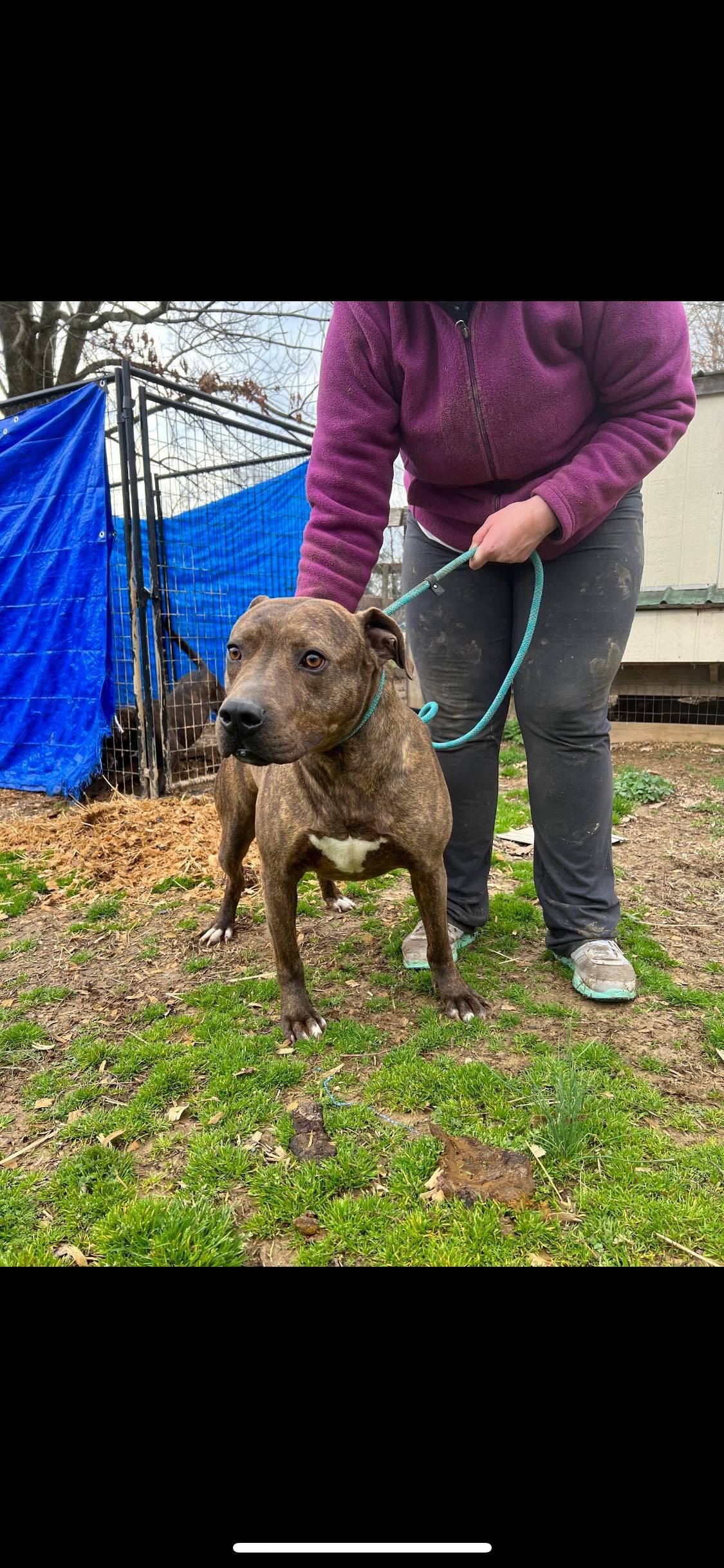 Enlarge Luke , a Adoptable mixed breed in Greenfield, TN image 5/16