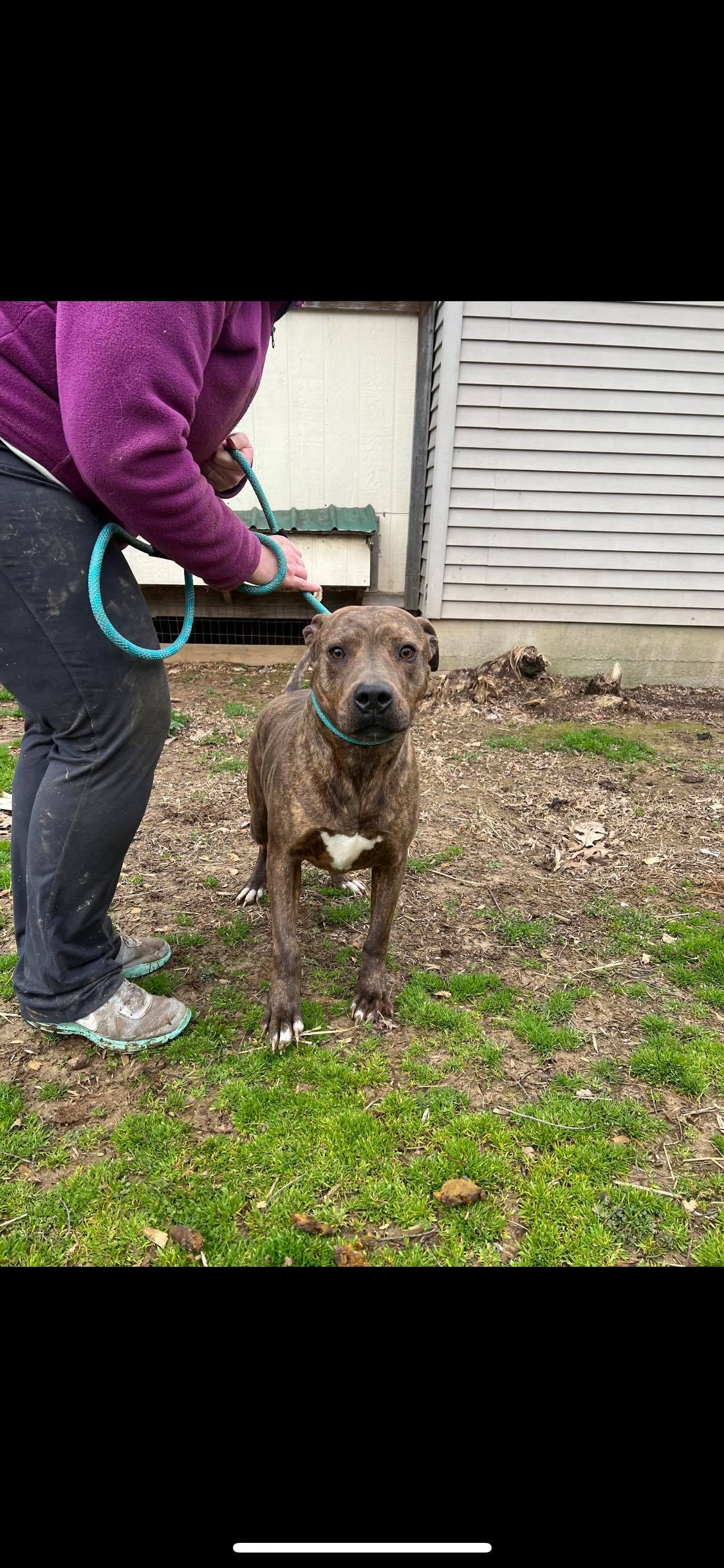 Enlarge Luke , a Adoptable mixed breed in Greenfield, TN image 6/16