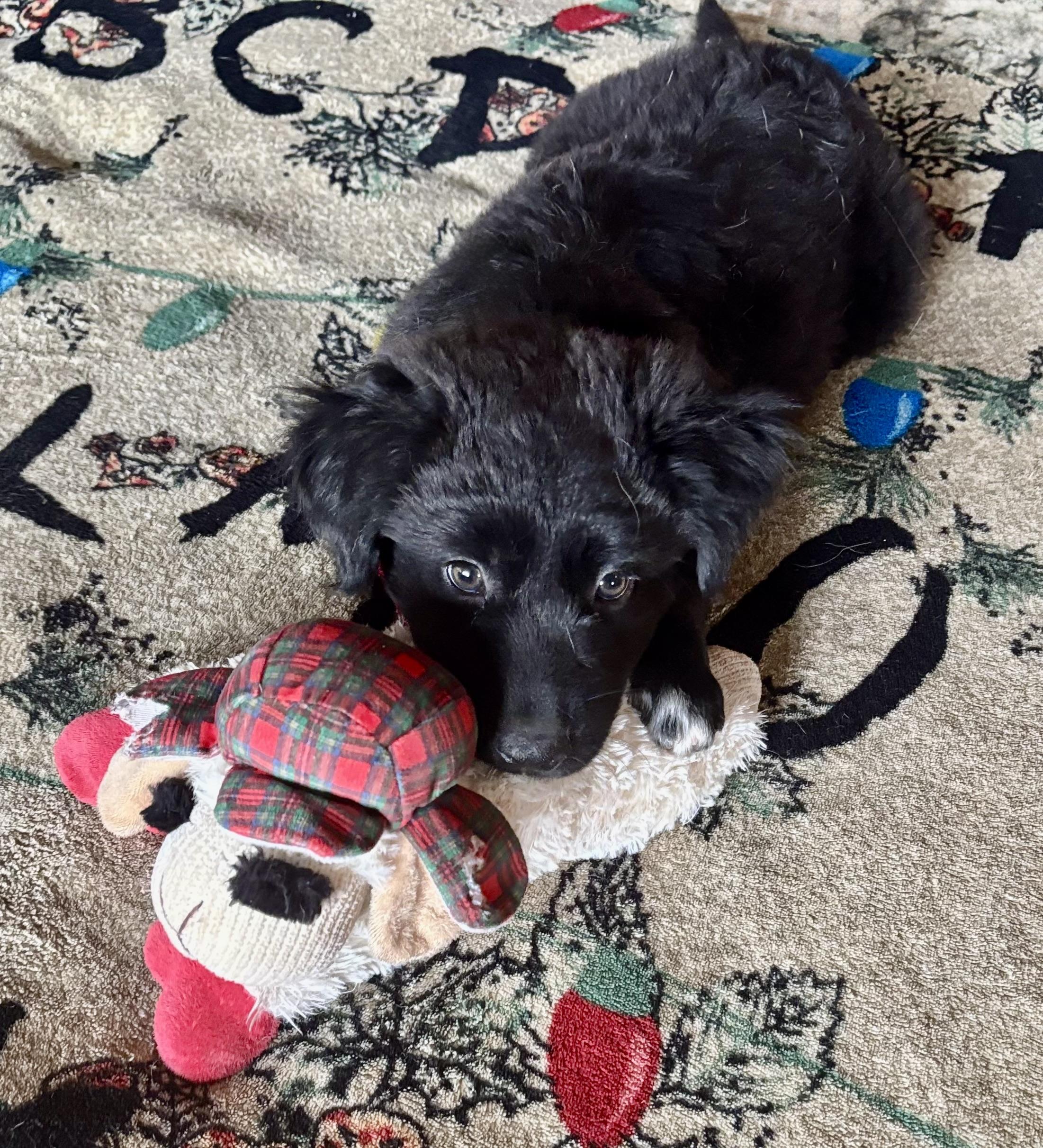 Enlarge Ebony, a Adopted mixed breed in Tempe, AZ image 4/6