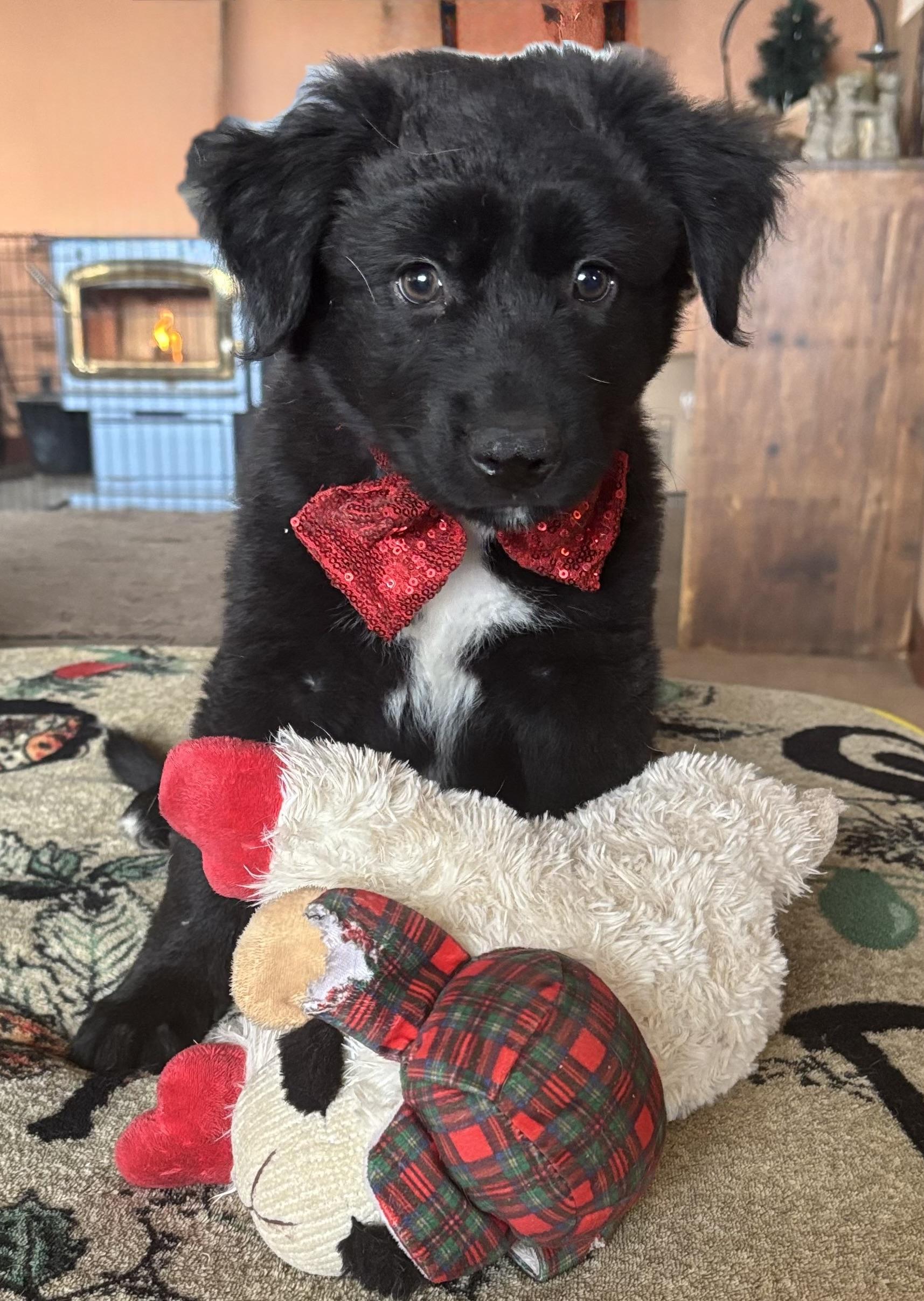 Ebony, Adopted, Puppy Female Black Labrador Retriever & Border Collie.
