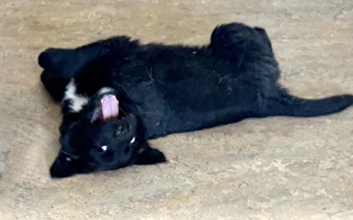Enlarge Ebony, a Adopted mixed breed in Tempe, AZ image 6/6