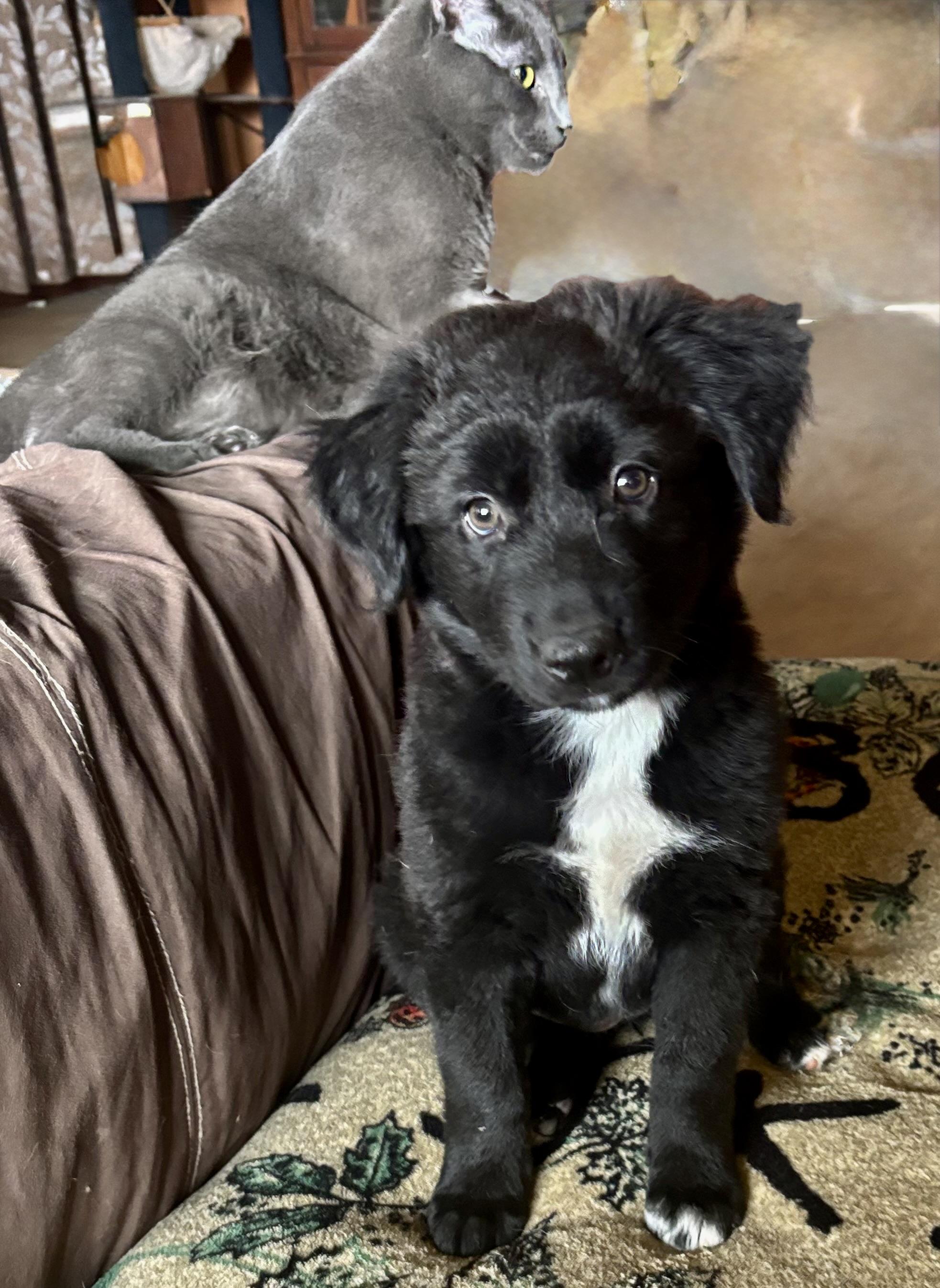 Enlarge Ebony, a Adopted mixed breed in Tempe, AZ image 3/6