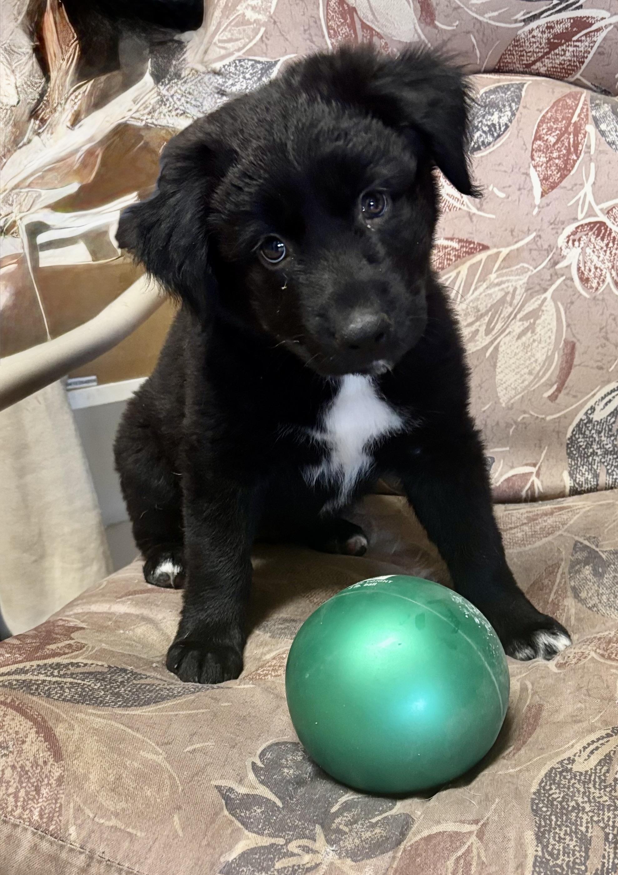 Enlarge Ebony, a Adopted mixed breed in Tempe, AZ image 2/6