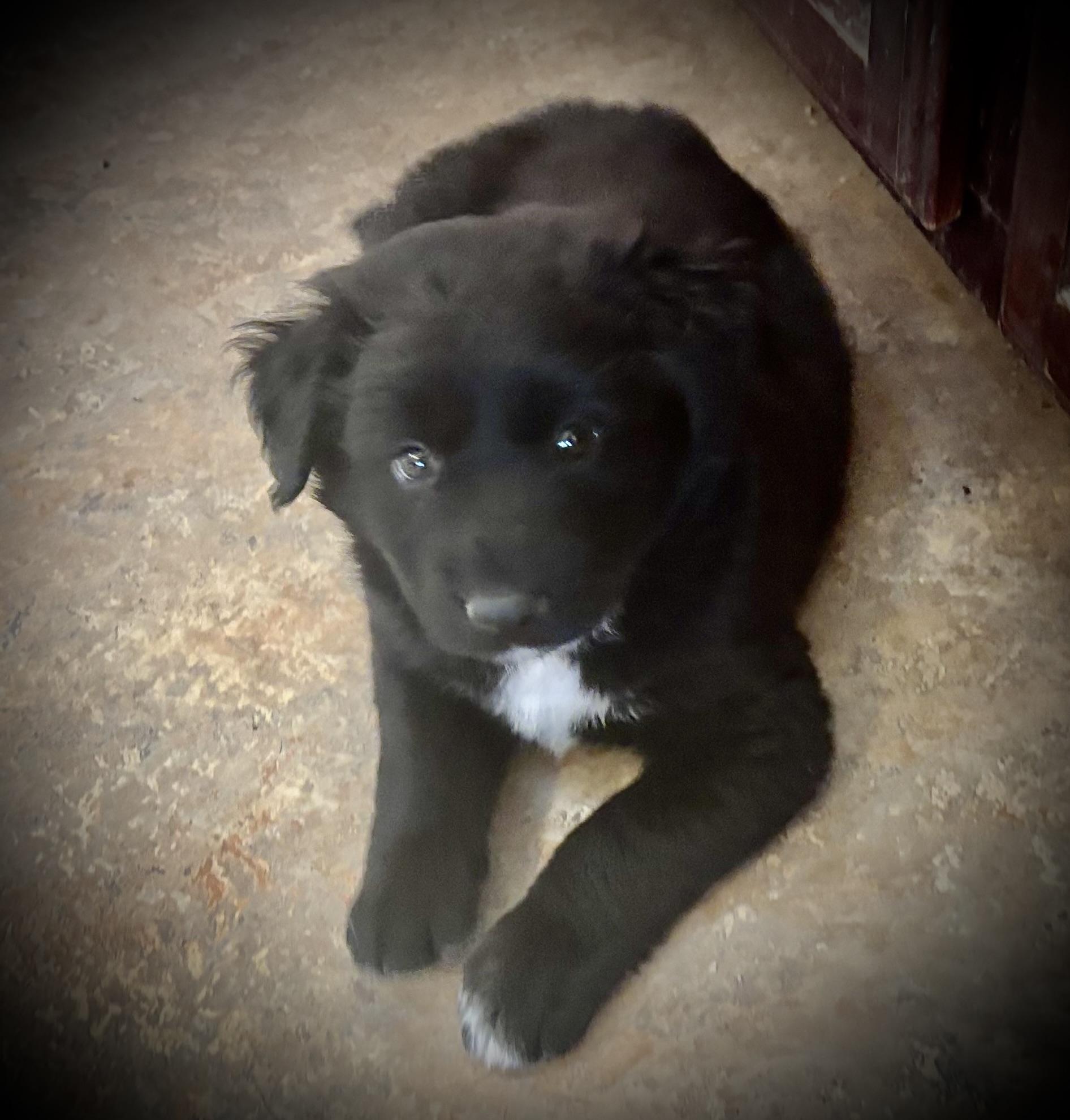 Enlarge Ebony, a Adopted mixed breed in Tempe, AZ image 5/6