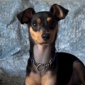 Enlarge Mylo, an adoptable mixed breed in Chicago, IL image 1/6