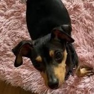 Enlarge Mylo, an adoptable mixed breed in Chicago, IL image 5/5