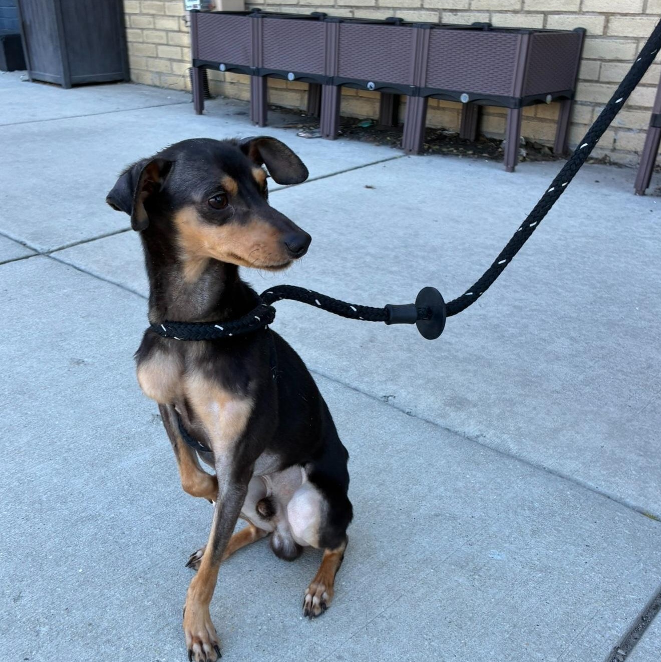 Enlarge Mylo, an adoptable mixed breed in Chicago, IL image 3/6