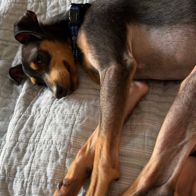 Enlarge Mylo, an adoptable mixed breed in Chicago, IL image 5/6