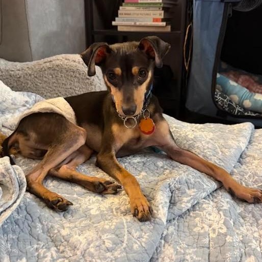 Enlarge Mylo, an adoptable mixed breed in Chicago, IL image 6/6