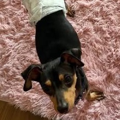 Enlarge Mylo, an adoptable mixed breed in Chicago, IL image 4/6