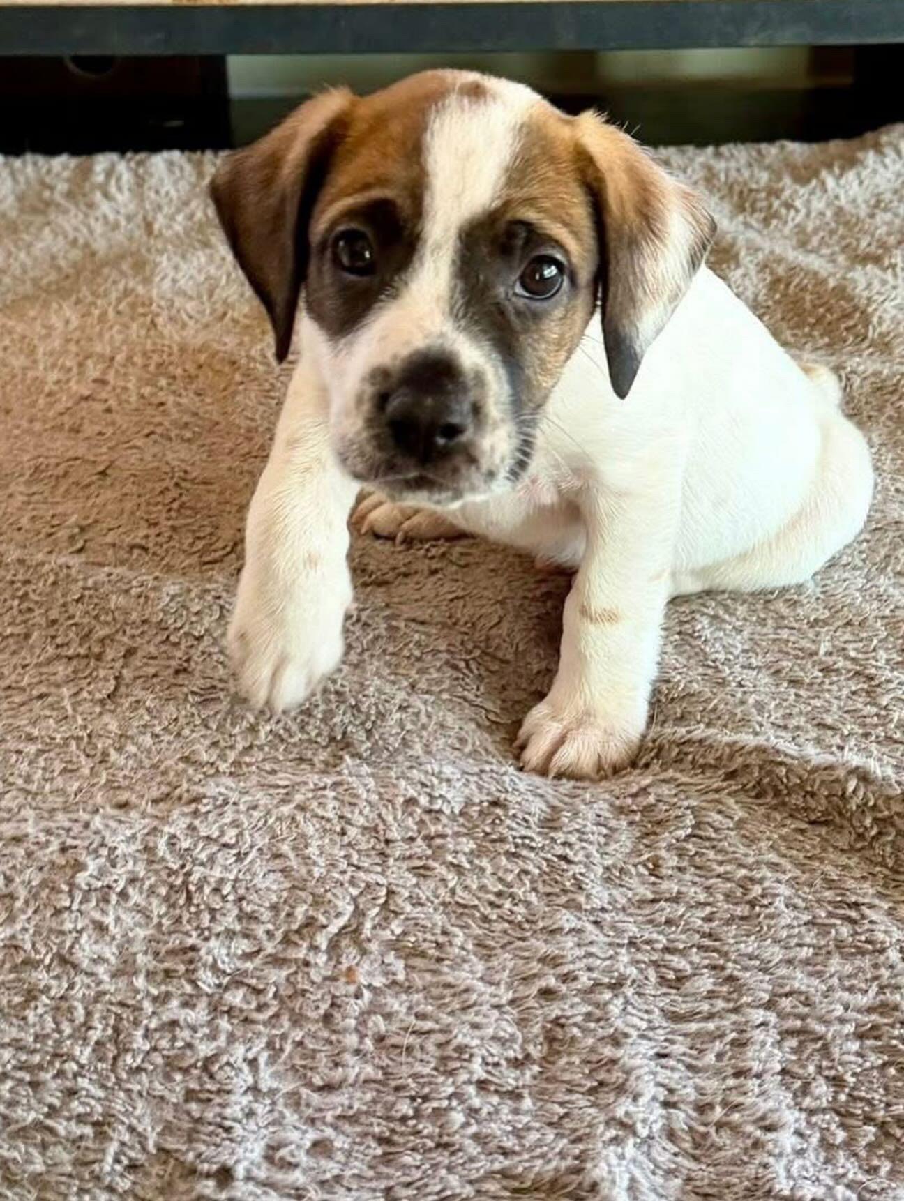 Enlarge Noah, a ADOPTABLE mixed breed in Hatfield, PA image 3/4