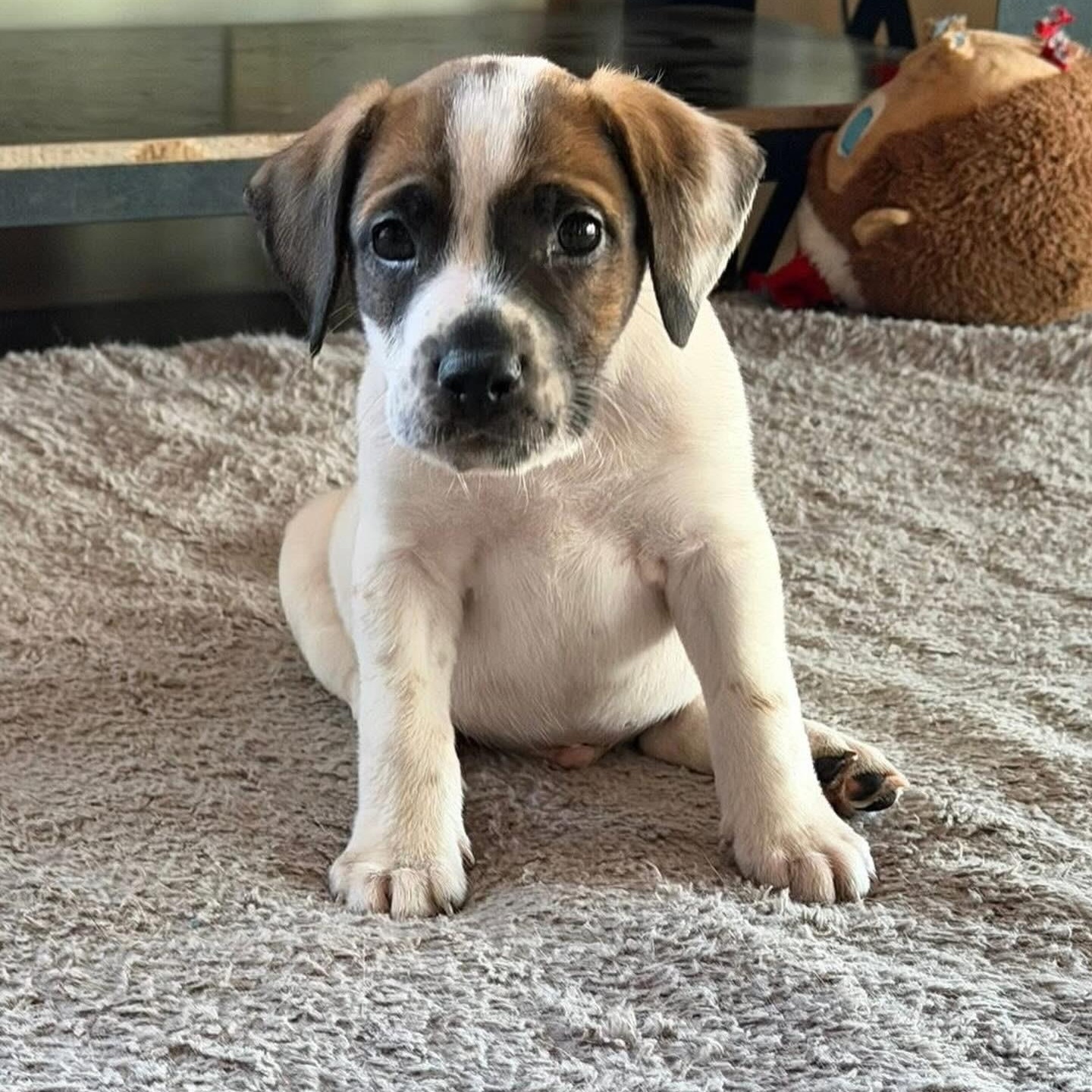 Enlarge Noah, a ADOPTABLE mixed breed in Hatfield, PA image 1/4