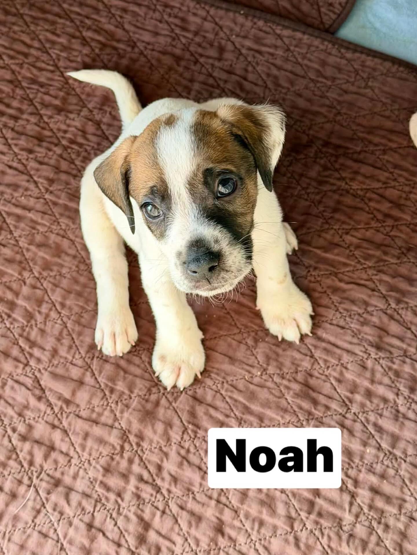 Enlarge Noah, a ADOPTABLE mixed breed in Hatfield, PA image 4/4