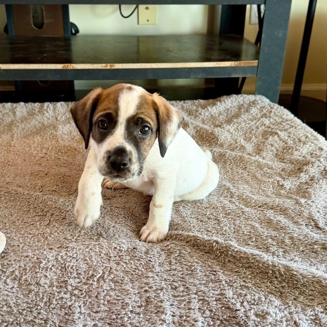 Enlarge Noah, a ADOPTABLE mixed breed in Hatfield, PA image 2/4