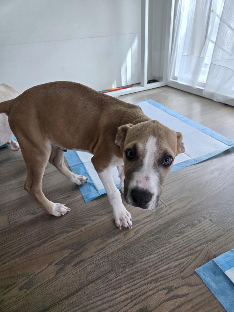 JASPER, Adoptable, Puppy Male Pit Bull Terrier.