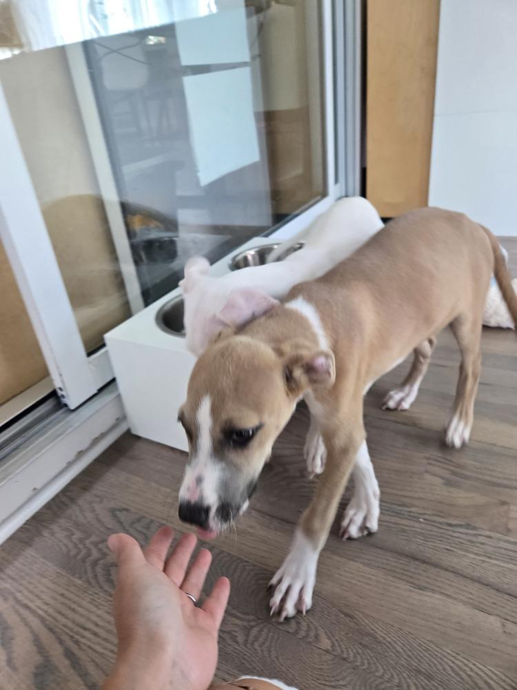Enlarge JASPER, a Adoptable Pit Bull Terrier in Thornton, CO image 2/6