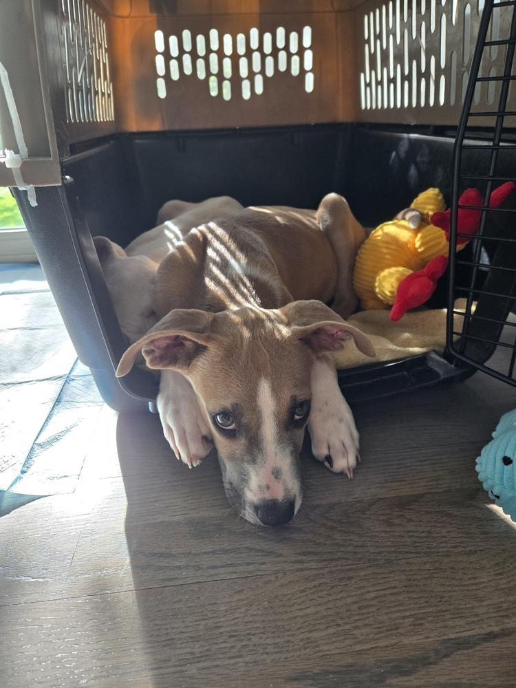 Enlarge JASPER, a Adoptable Pit Bull Terrier in Thornton, CO image 4/6