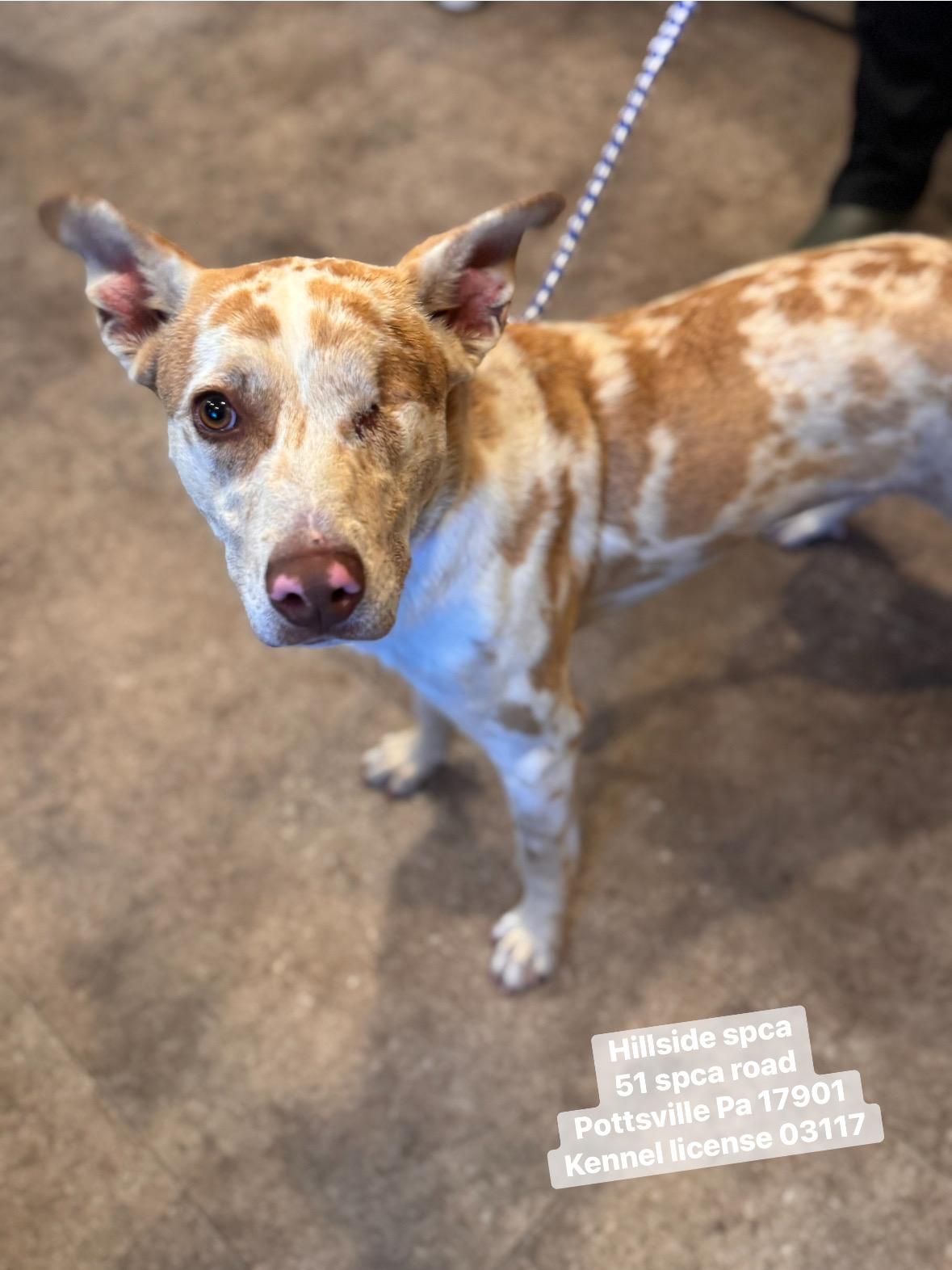 Esme, adopted, Young Female Australian Cattle Dog / Blue Heeler.