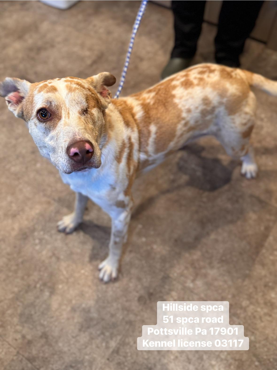 Enlarge Esme, an adopted mixed breed in Pottsville, PA image 2/2