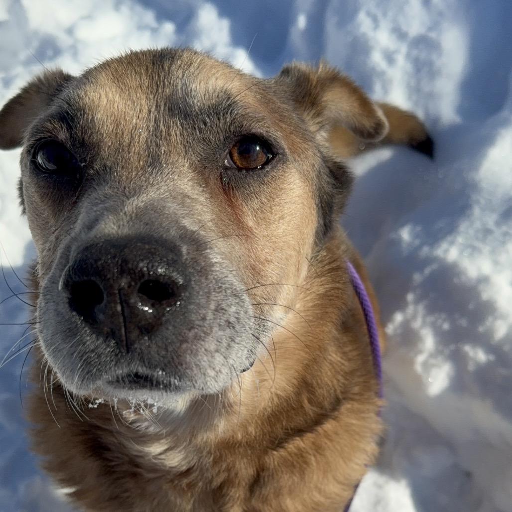 Buddy, Adoptable, Senior Male Australian Shepherd.