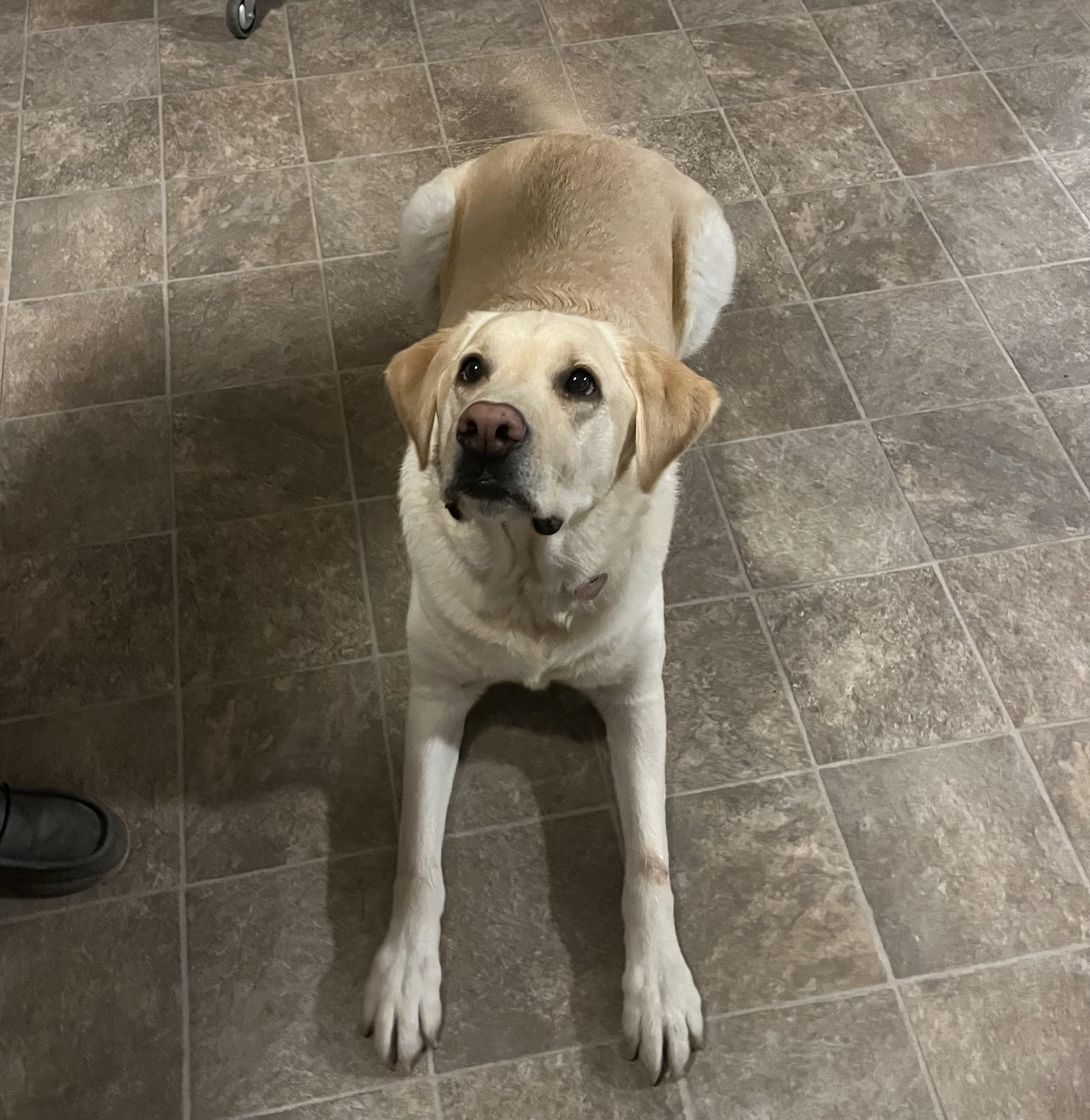 Enlarge Paisley , a ADOPTABLE Yellow Labrador Retriever in Sherman, IL image 1/1