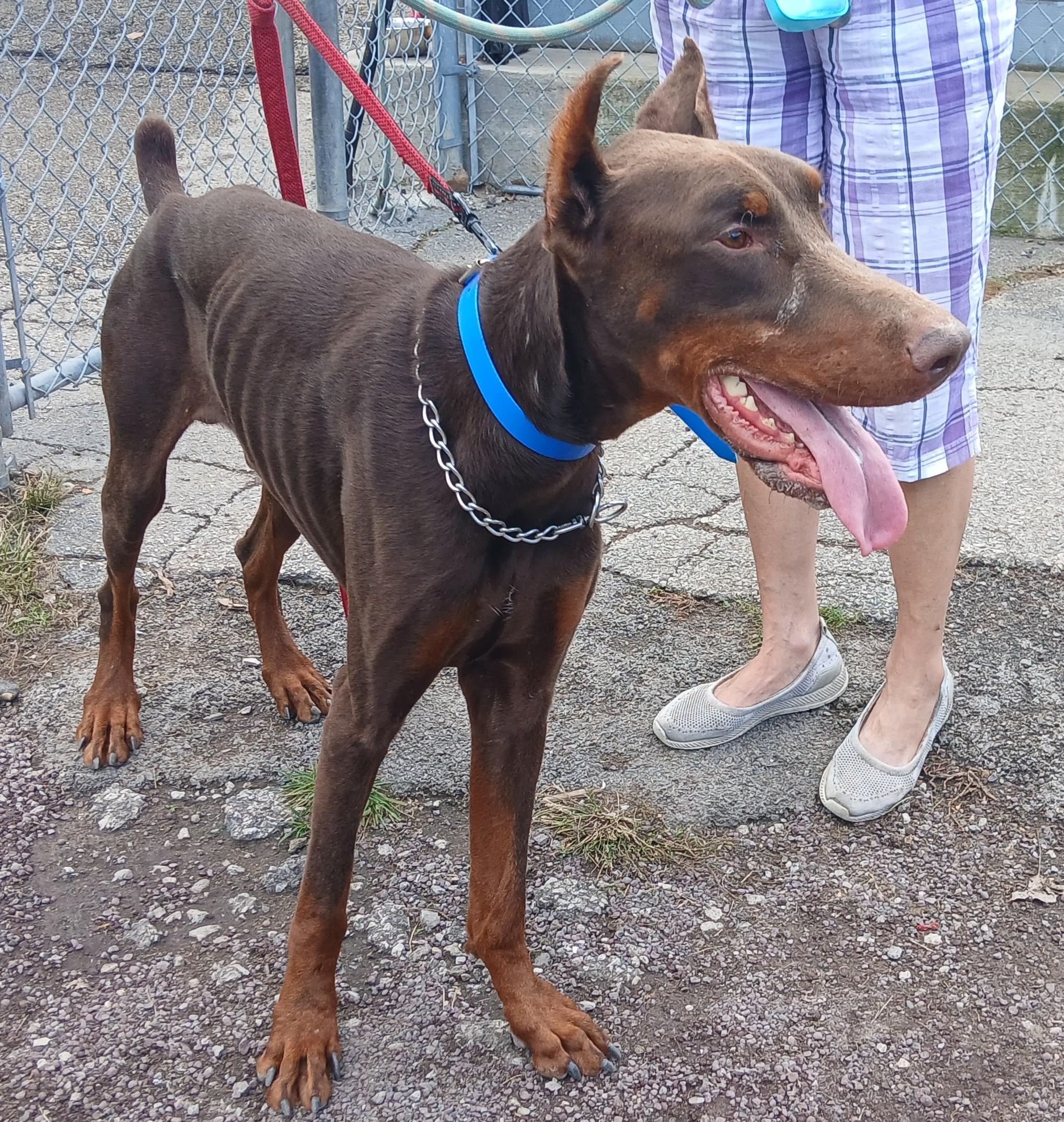Quinn, Adopted, Adult Male Doberman Pinscher.