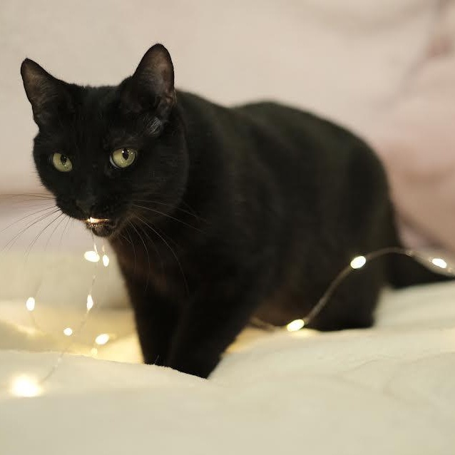 Enlarge China, a Adoptable Bombay in Miami, FL image 5/6