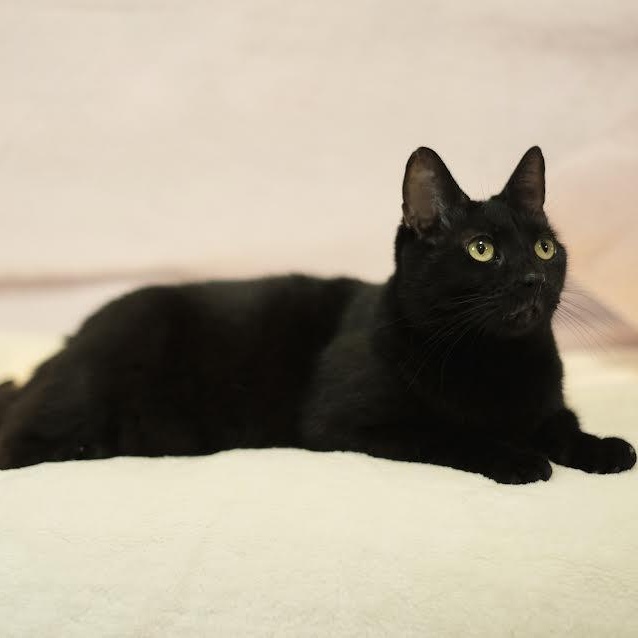 Enlarge China, a Adoptable Bombay in Miami, FL image 6/6