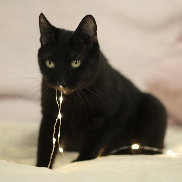 Enlarge China, a Adoptable Bombay in Miami, FL image 4/6