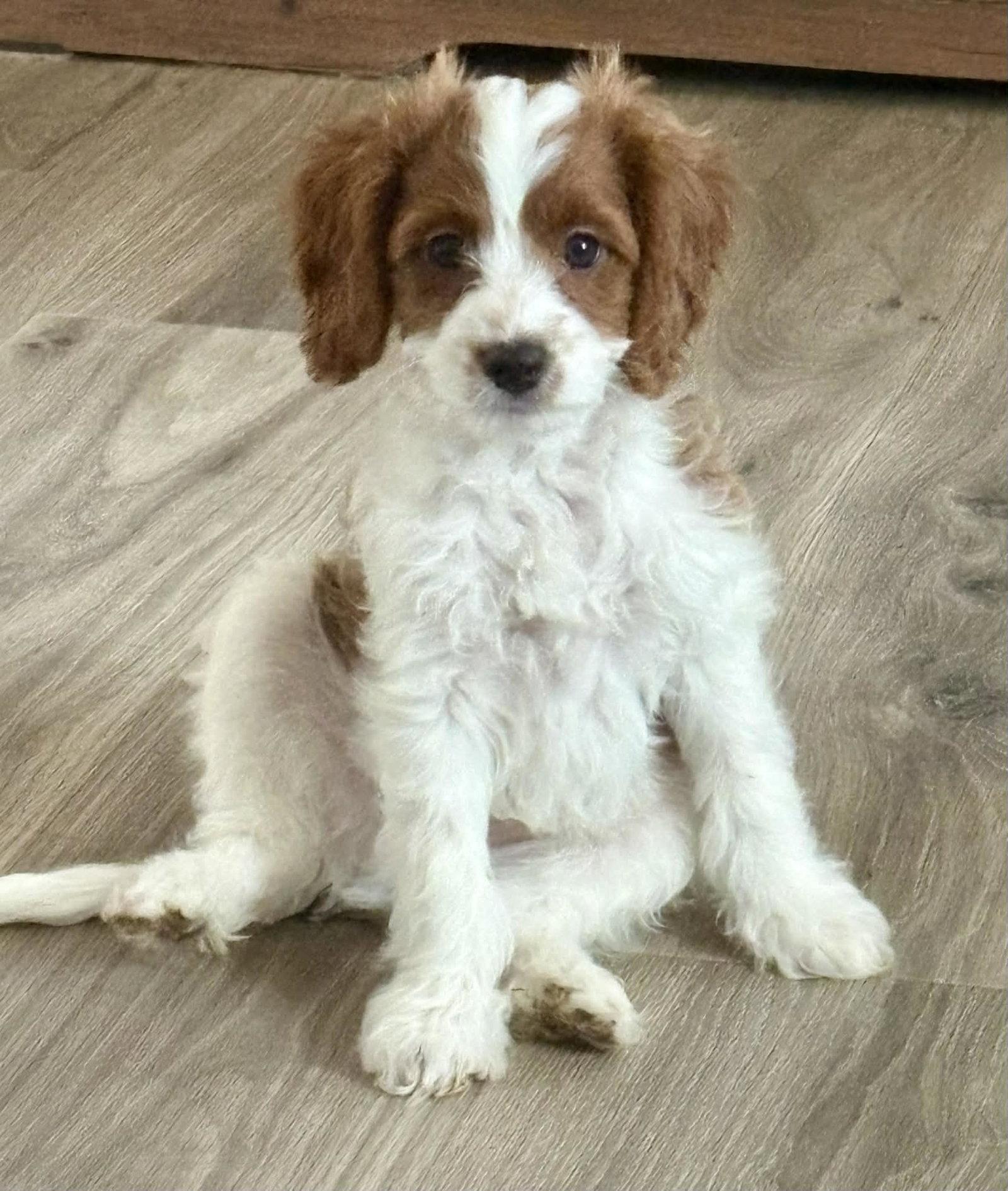 Ray, Adopted, Puppy Male Cavalier King Charles Spaniel & Poodle.