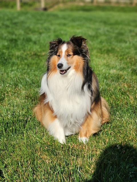 Enlarge Pixie, an adopted Shetland Sheepdog / Sheltie in Abingdon, MD image 2/4