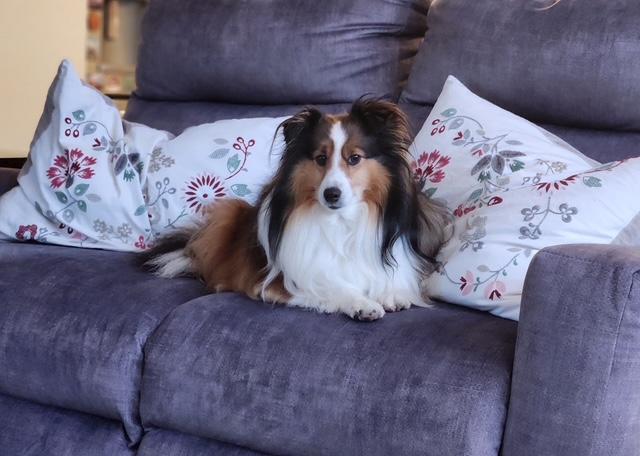 Pixie, adopted, Adult Female Shetland Sheepdog / Sheltie.