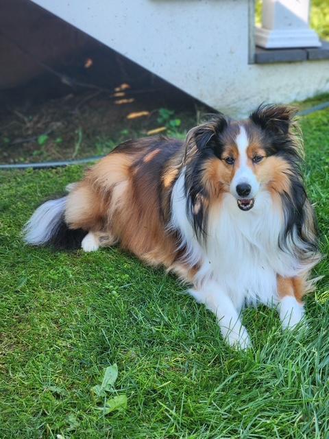 Enlarge Pixie, an adopted Shetland Sheepdog / Sheltie in Abingdon, MD image 3/4