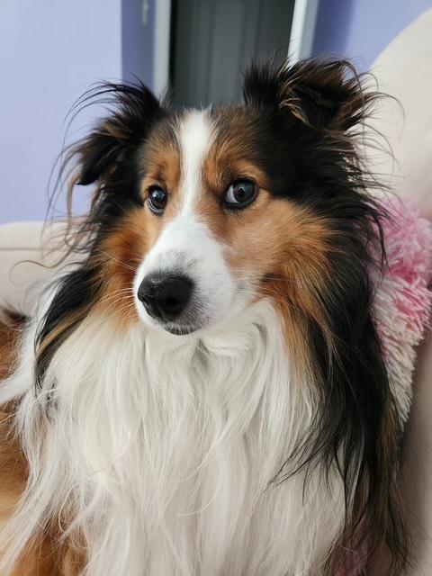 Enlarge Pixie, an adopted Shetland Sheepdog / Sheltie in Abingdon, MD image 4/4