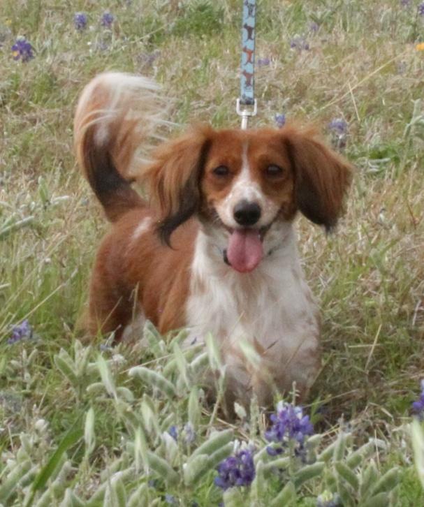 Willow, adopted, Adult Female Dachshund (Long Haired).