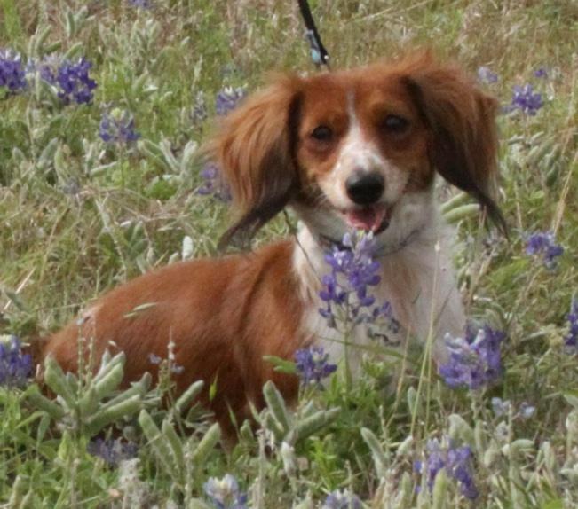 Willow, an adopted Dachshund (Long Haired) in Colleyville, TX image 2/2