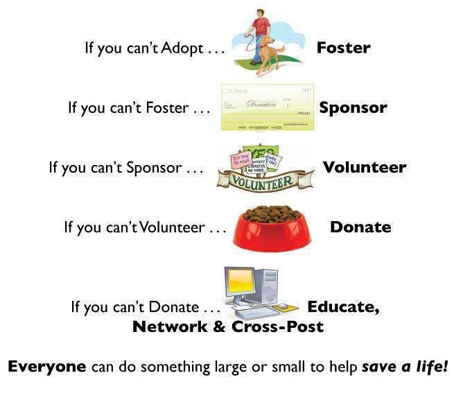 Foster Homes Needed, a Adoptable mixed breed image 6/6