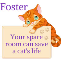Foster Homes Needed, Adoptable, Adult Male Domestic Short Hair.