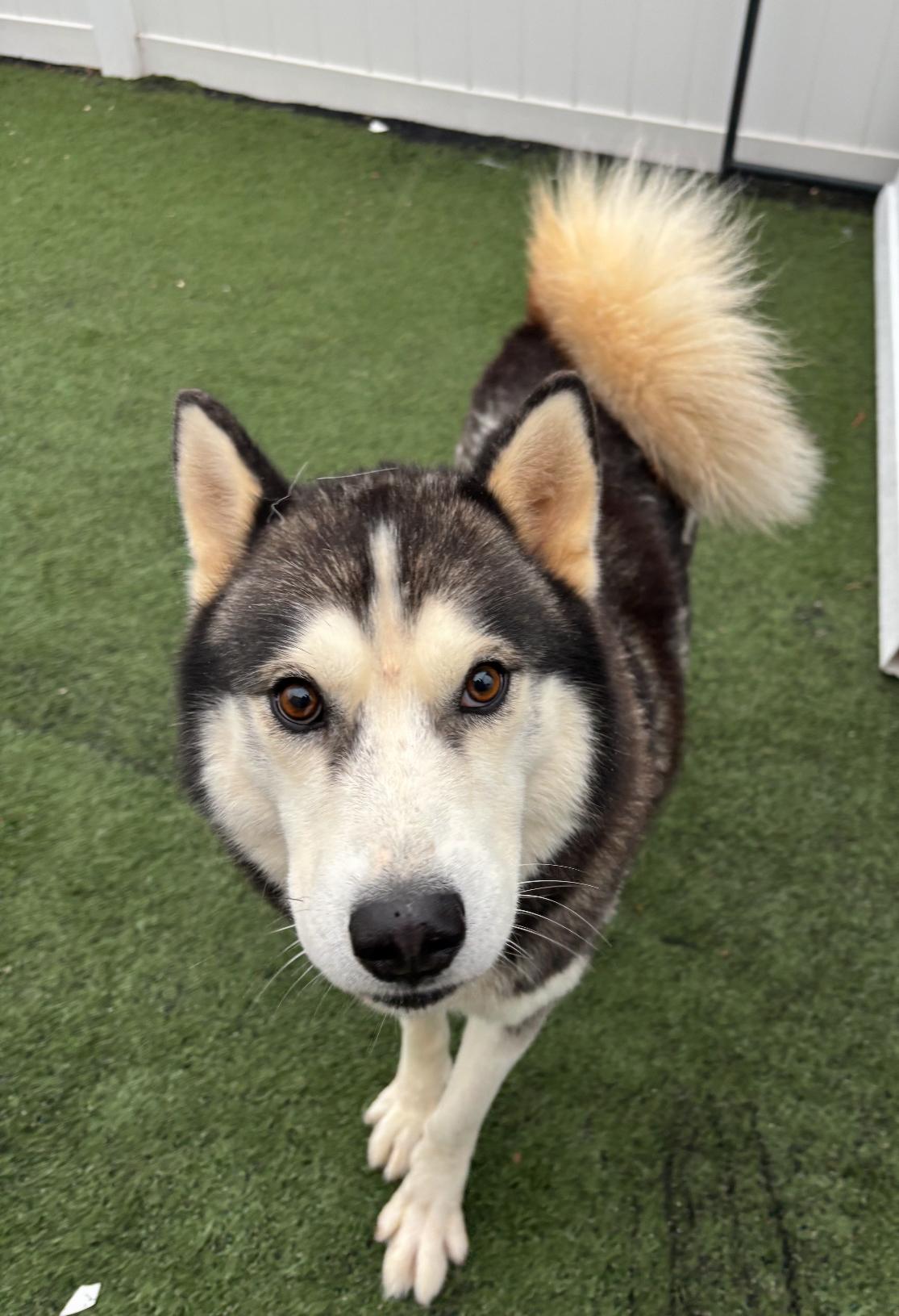 Zeus, Adoptable, Adult Male Siberian Husky.