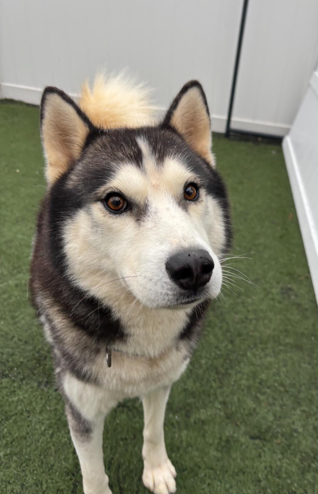 Enlarge Zeus, a Adoptable Siberian Husky in MYRTLE BEACH, SC image 2/2