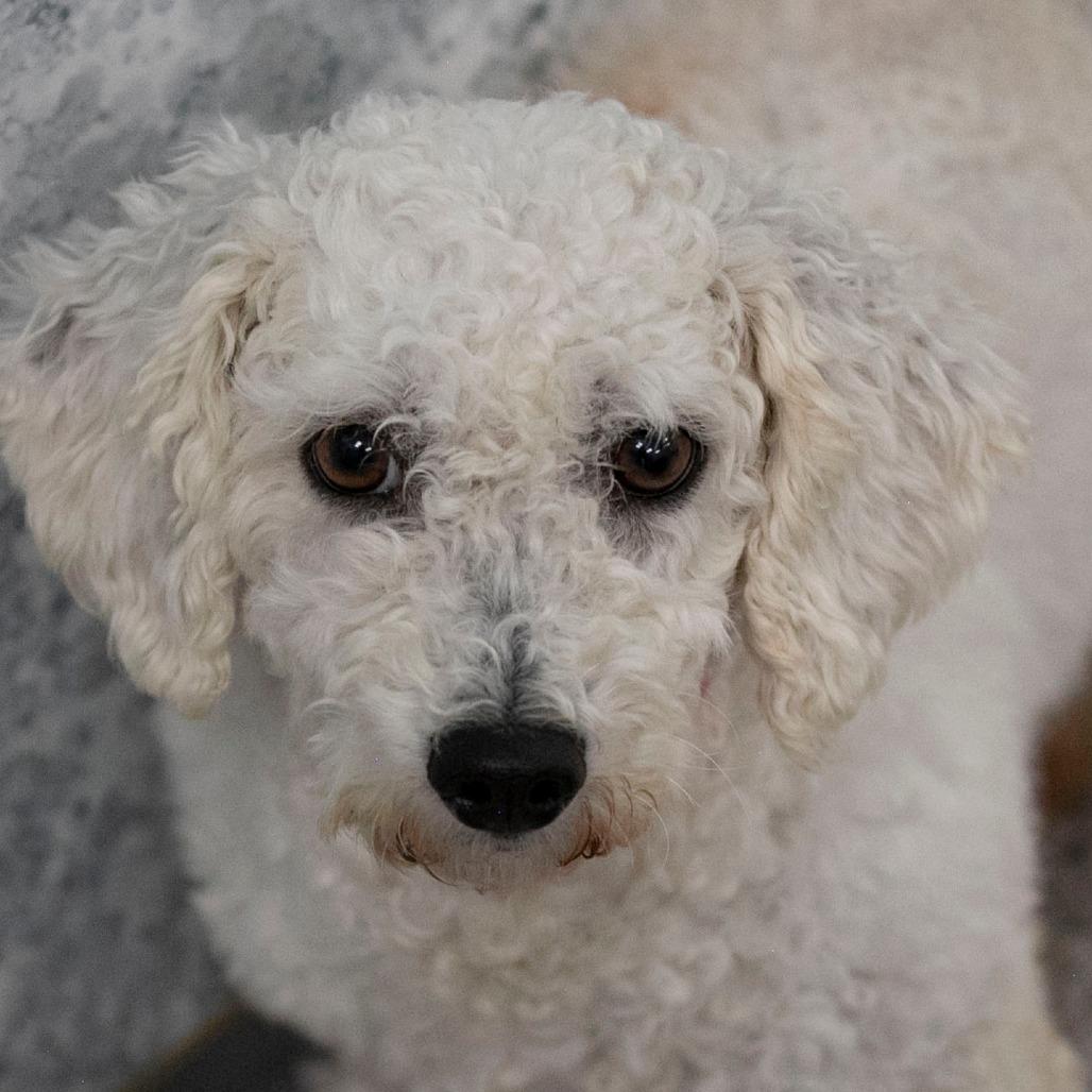 Skyler (OT25-92), a Adoptable Bichon Frise in Peyton, CO image 1/4