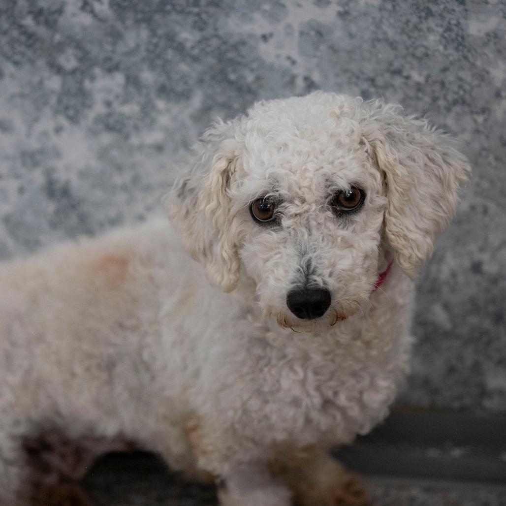 Skyler (OT25-92), a Adoptable Bichon Frise in Peyton, CO image 2/4